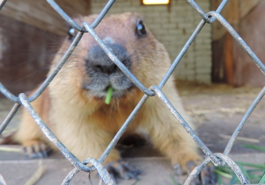 Саратовский байбак-предсказатель ушёл в зимнюю спячку
